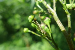 Cucullia scrophulariae