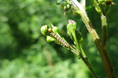Cucullia scrophulariae