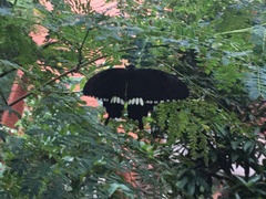 Papilio polytes