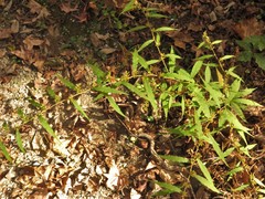 Solidago caesia caesia