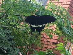 Papilio polytes