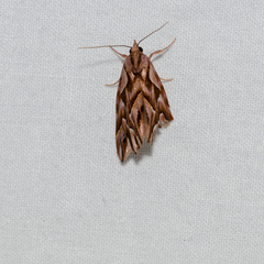 Clytoscopa iorrhoda