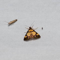 Deuterarcha xanthomela