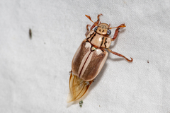 Anoplognathus abnormis