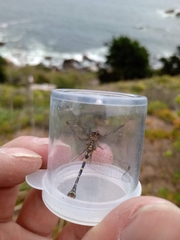 Gomphomacromia paradoxa