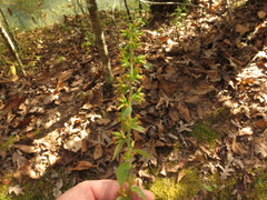 Solidago hispida hispida