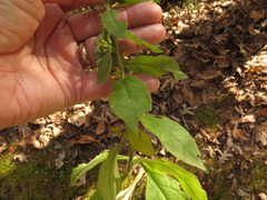 Solidago hispida hispida