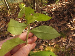 Solidago hispida hispida