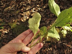 Solidago hispida hispida