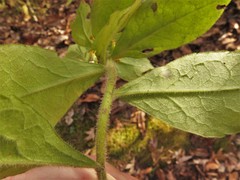 Solidago hispida hispida