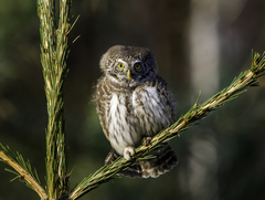 Eurasian Pygmy Owl photo 1