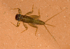 Stenacron interpunctatum interpunctatum