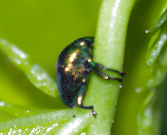 Eurhinus