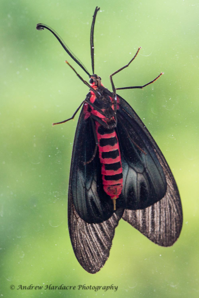 Gynautocera papilionaria