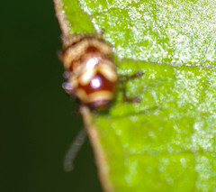 Cryptocephalus picturatus