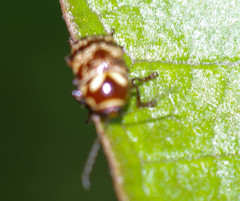 Cryptocephalus picturatus