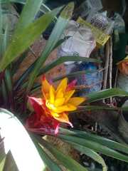 Image of Guzmania lingulata