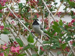 Poecile atricapillus