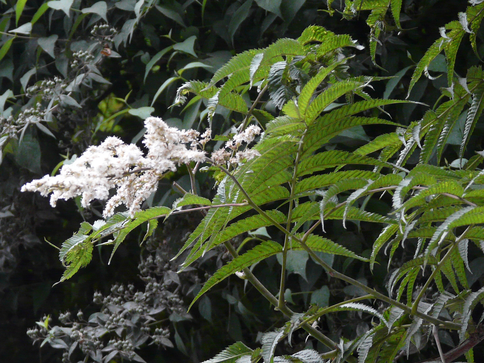 Sorbaria tomentosa