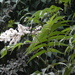 Sorbaria tomentosa - Photo (c) Dinesh Valke, algunos derechos reservados (CC BY-NC-SA)