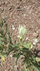 Mentzelia involucrata