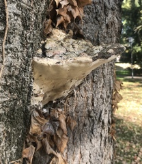 Rigidoporus ulmarius