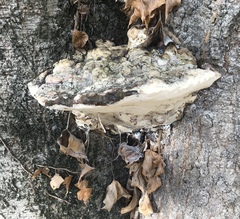 Rigidoporus ulmarius