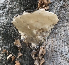 Rigidoporus ulmarius