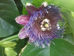 Passiflora quadrangularis