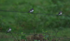 Sporophila telasco