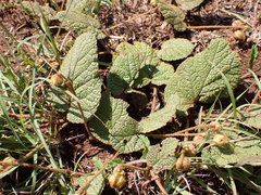 Hermannia transvaalensis