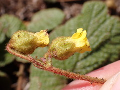 Hermannia transvaalensis