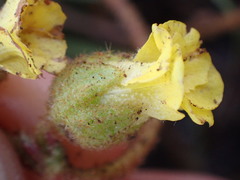 Hermannia transvaalensis