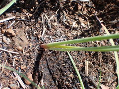 Dipcadi marlothii