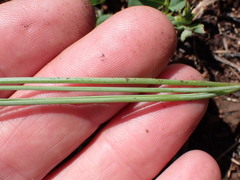Dipcadi marlothii