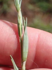 Dipcadi marlothii