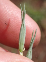 Dipcadi marlothii