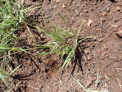 Eragrostis racemosa