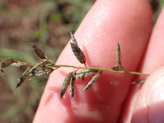 Eragrostis racemosa