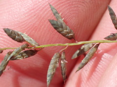 Eragrostis racemosa