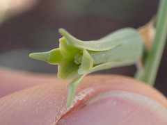 Dipcadi marlothii