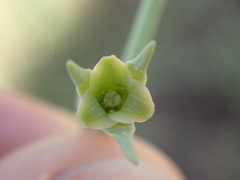 Dipcadi marlothii