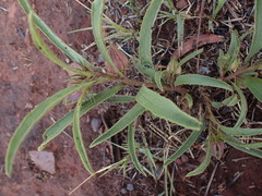 Hibiscus microcarpus