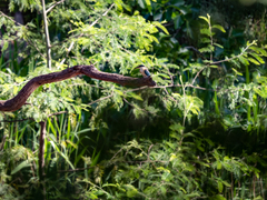 Todiramphus sanctus sanctus