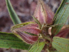 Hibiscus microcarpus