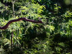 Todiramphus sanctus sanctus