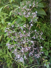 Spermadictyon suaveolens
