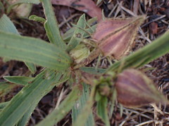 Hibiscus microcarpus