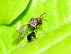 Eucharitidae
