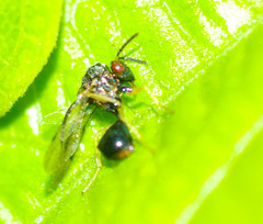Eucharitidae